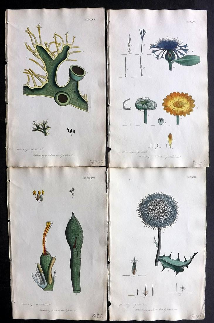 Nodder & Martyn 1817 Lot of 4 Hand Col Botanical Prints: Hand Colored Copper Plates Published 1817, London for "Thirty-eight Plates, with Explanations, Intended to Illustrate Linnaeus's System of Vegetables" by Thomas Martyn. Drawn & Engraved by Frederick P