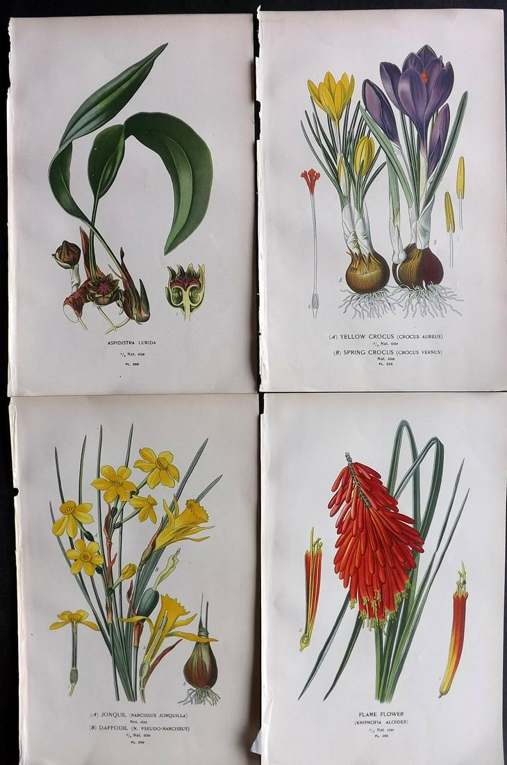 Step, Edward 1897 Lot of 4 Botanical Prints: Chromolithographs Published 1896-97 by Frederick Warne & Co., London for "Favourite Flowers of Garden and Greenhouse" by Edward Step and William Watson. Paper Size: 9.5 x 6 inch (24 x 15cm) Good Condi