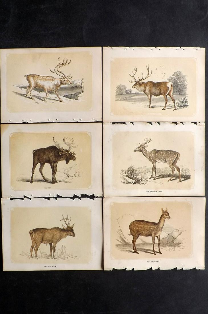 Bicknell, W. I. 1851 Lot of 6 Prints. Deer, Stag, Elk, Reindeer: Woodblocks Published 1851, London for "The Natural History of the Sacred Scriptures" by W. I. Bicknell. Paper Size: 6.5 x 5 inch (16.5 x 13cm) Minor toning in parts, otherwise fine