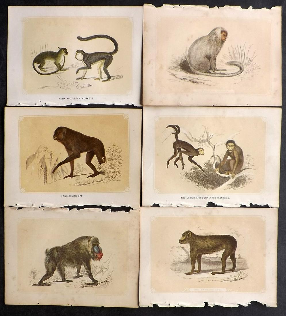 Bicknell, W. I. 1851 Lot of 6 Prints. Monkeys: Woodblocks Published 1851, London for "The Natural History of the Sacred Scriptures" by W. I. Bicknell. Paper Size: 6.5 x 5 inch (16.5 x 13cm) Minor toning in parts, otherwise fine