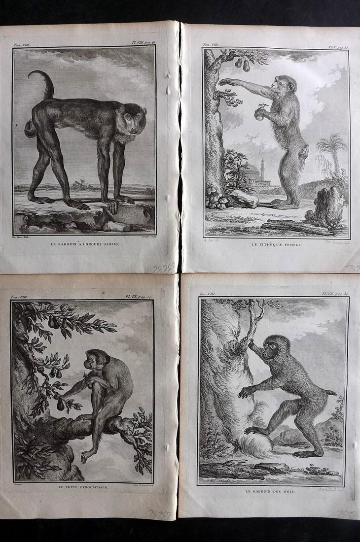 Buffon, Comte de 1789 Lot of 4 Monkey Prints: Copper Plate Published 1749-89 by Imprimerie Royale, Paris for "Histoire naturelle, gÃ©nÃ©rale et particuliÃ¨re" Early and 4to Edition by Georges-Louis Leclerc, Comte de Buffon. Paper Size: 10 x