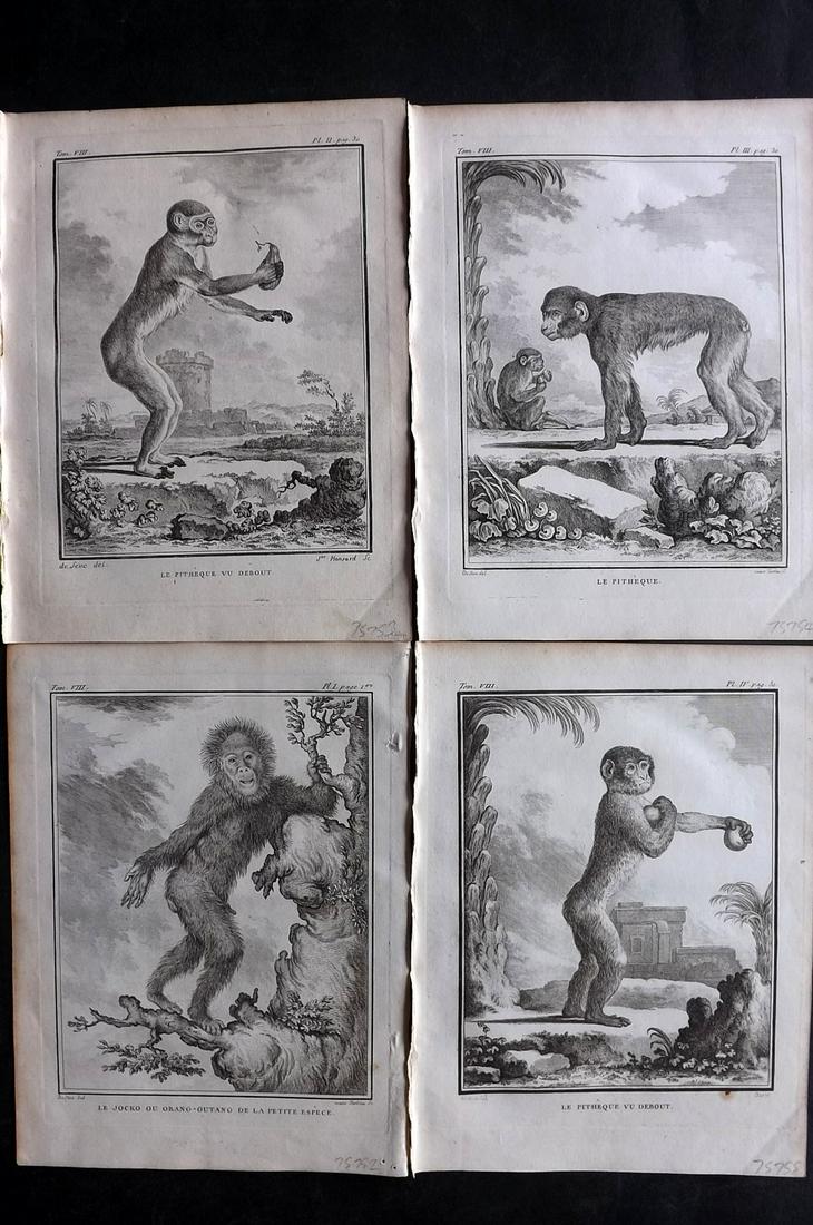 Buffon, Comte de 1789 Lot of 4 Monkey Prints: Copper Plate Published 1749-89 by Imprimerie Royale, Paris for "Histoire naturelle, générale et particulière" Early and 4to Edition by Georges-Louis Leclerc, Comte de Buffon. Paper Size: 10 x 7.5 i