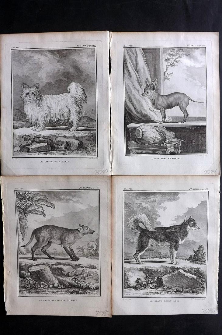 Buffon, Comte de 1789 Lot of 4 Dog Prints: Copper Plate Published 1749-89 by Imprimerie Royale, Paris for "Histoire naturelle, générale et particulière" Early and 4to Edition by Georges-Louis Leclerc, Comte de Buffon. Paper Size: 10 x 7.5 i
