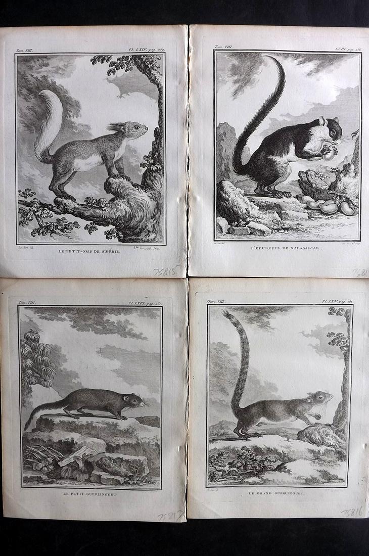 Buffon, Comte de 1789 Lot of 4 Squirrel Prints: Copper Plate Published 1749-89 by Imprimerie Royale, Paris for "Histoire naturelle, générale et particulière" Early and 4to Edition by Georges-Louis Leclerc, Comte de Buffon. Paper Size: 10 x 7.5 i