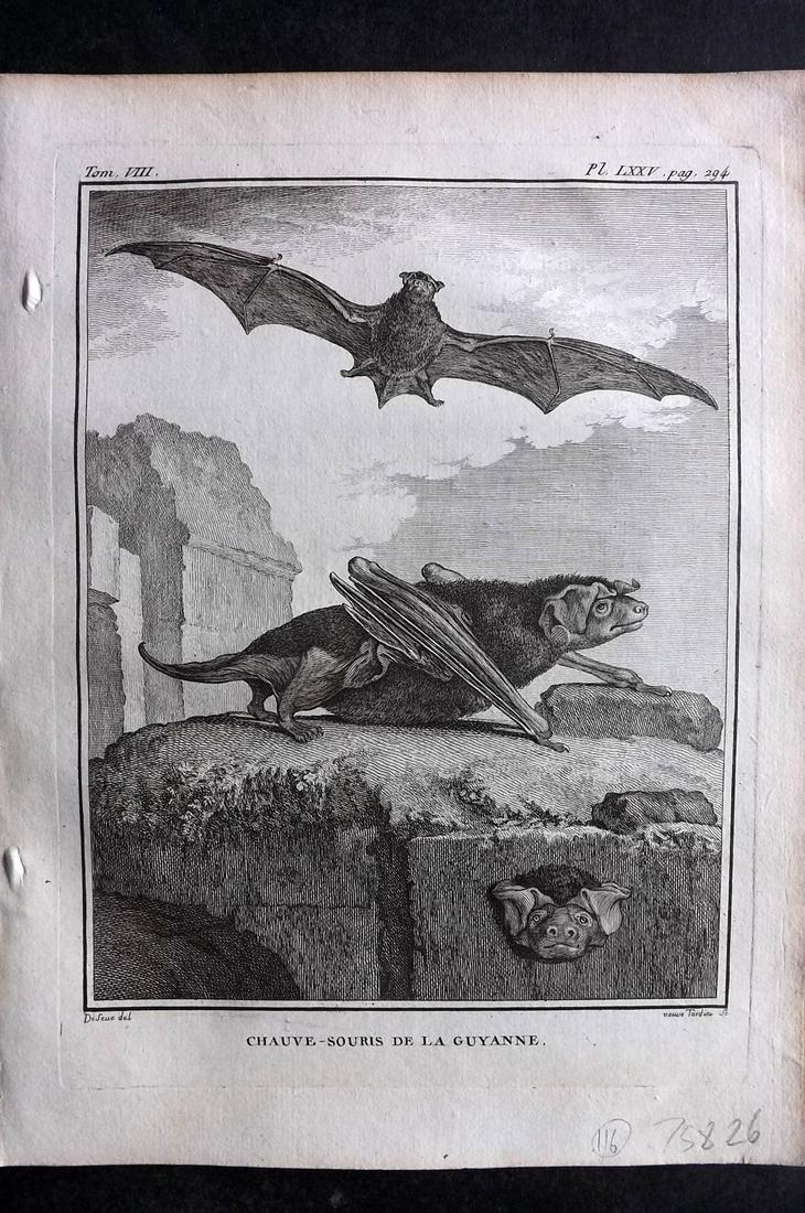 Buffon, Comte de 1789 Print. Bats: Copper Plate Published 1749-89 by Imprimerie Royale, Paris for "Histoire naturelle, gÃ©nÃ©rale et particuliÃ¨re" Early and 4to Edition by Georges-Louis Leclerc, Comte de Buffon. Paper Size: 10 x