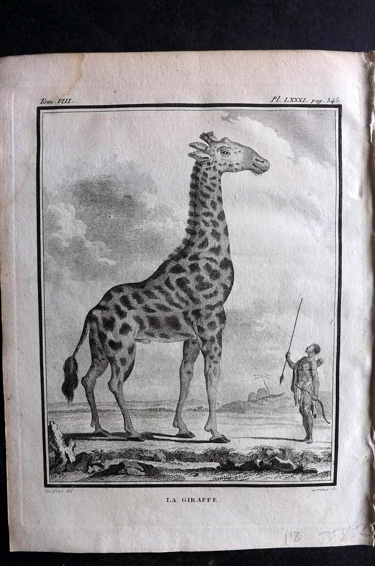 Buffon, Comte de 1789 Print. Giraffe: Copper Plate Published 1749-89 by Imprimerie Royale, Paris for "Histoire naturelle, gÃ©nÃ©rale et particuliÃ¨re" Early and 4to Edition by Georges-Louis Leclerc, Comte de Buffon. Paper Size: 10 x