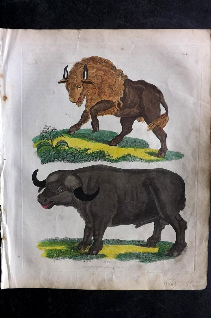 Buffon & Smellie 1840 Hand Col Print. Bison & Buffalo: Hand Colored Copper Plate Published 1840 by Thomas Kelly, London for "A Natural History, General and Particular..." by The Comte de Buffon and William Smellie. Fine hand colour as issued. Paper Size: 