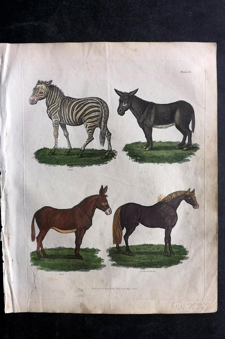 Buffon & Smellie 1840 Hand Col Print. Zebra, Ass, Mule, Horse: Hand Colored Copper Plate Published 1840 by Thomas Kelly, London for "A Natural History, General and Particular..." by The Comte de Buffon and William Smellie. Fine hand colour as issued. Paper Size: 