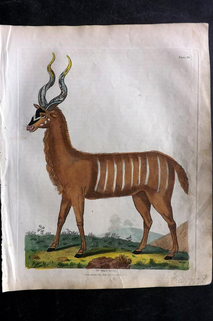Buffon & Smellie 1840 Hand Col Print. Striped Antelope: Hand Colored Copper Plate Published 1840 by Thomas Kelly, London for "A Natural History, General and Particular..." by The Comte de Buffon and William Smellie. Fine hand colour as issued. Paper Size: 