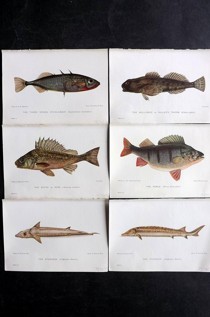 Maxwell, Herbert C1907 Lot of 6 Antique Fish Prints: Offset Lithograph Published C1907, London for "British Fresh-Water Fishes" by Herbert Maxwell. Paper Size: 6 x 4 inch (15.5 x 11cm) Good Condition