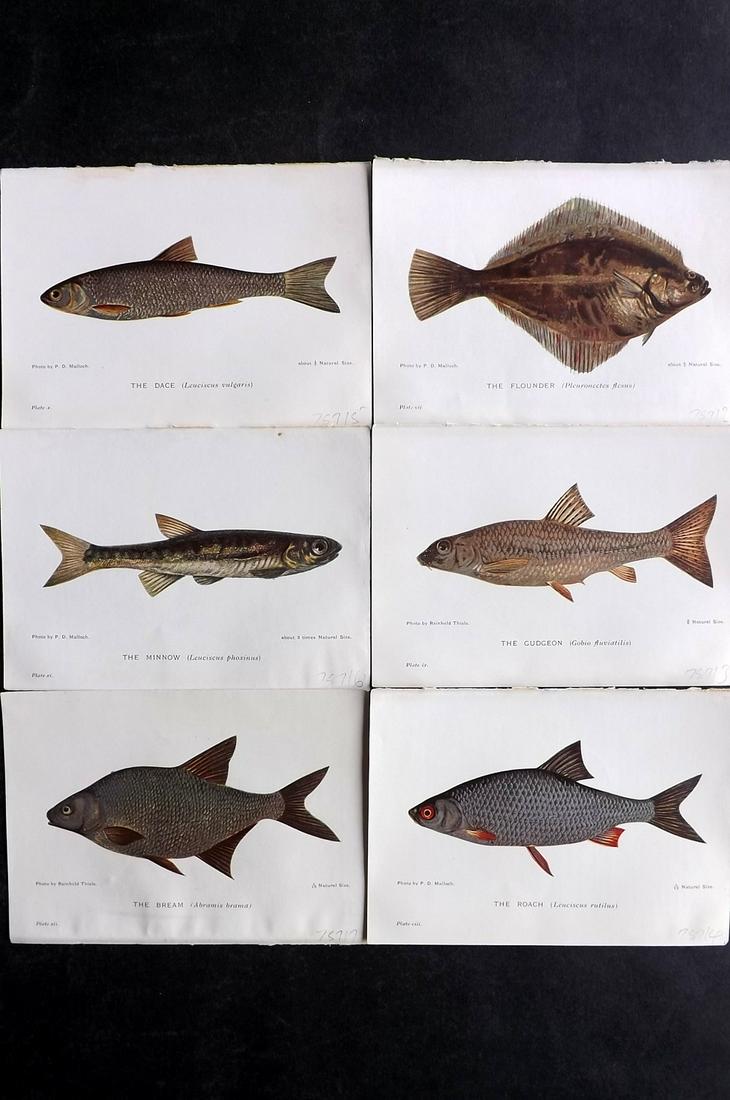Maxwell, Herbert C1907 Lot of 6 Antique Fish Prints: Offset Lithograph Published C1907, London for "British Fresh-Water Fishes" by Herbert Maxwell. Paper Size: 6 x 4 inch (15.5 x 11cm) Good Condition