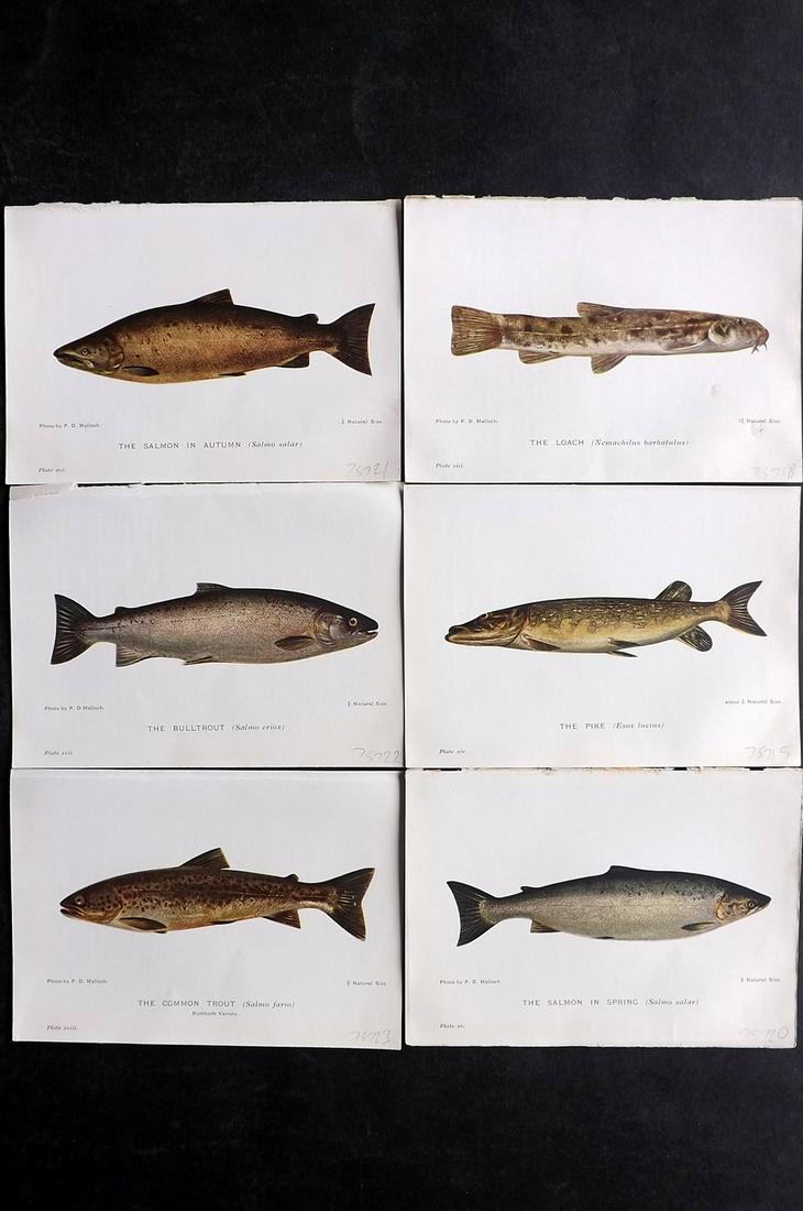 Maxwell, Herbert C1907 Lot of 6 Antique Fish Prints: Offset Lithograph Published C1907, London for "British Fresh-Water Fishes" by Herbert Maxwell. Paper Size: 6 x 4 inch (15.5 x 11cm) Good Condition