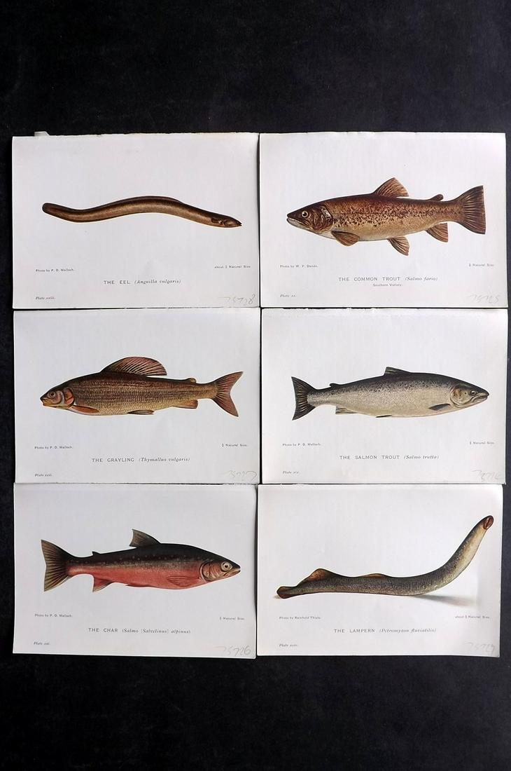 Maxwell, Herbert C1907 Lot of 6 Antique Fish Prints: Offset Lithograph Published C1907, London for "British Fresh-Water Fishes" by Herbert Maxwell. Paper Size: 6 x 4 inch (15.5 x 11cm) Good Condition