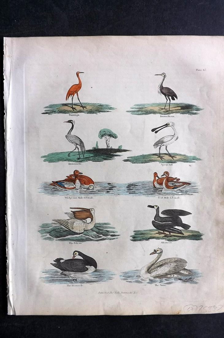 Buffon & Smellie 1840 HC Bird Print. Flamingo, Spoonbill: Hand Colored Copper Plate Published 1840 by Thomas Kelly, London for "A Natural History, General and Particular..." by The Comte de Buffon and William Smellie. Fine hand colour as issued. Paper Size: 