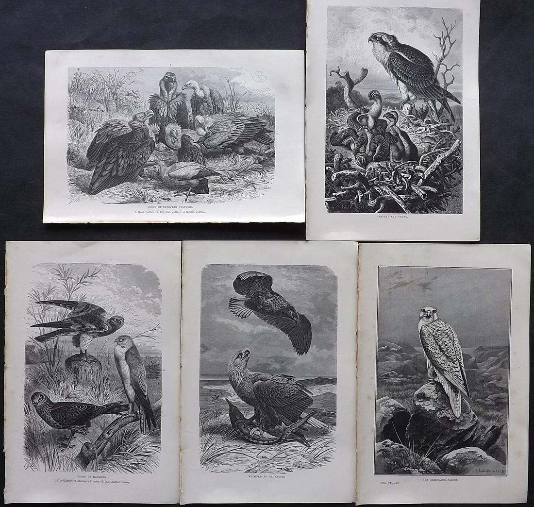 Lydekker, Richard 1895 Lot of 5 Birds of Prey Prints: Wood Engravings (Reverse side blank) Published 1894-95, London for "The Royal Natural History" by Richard Lydekker. Illustrated by Smit, Keulemans, Wolf and others. Paper Size: 10 x 6.5 inch (25 x 16.