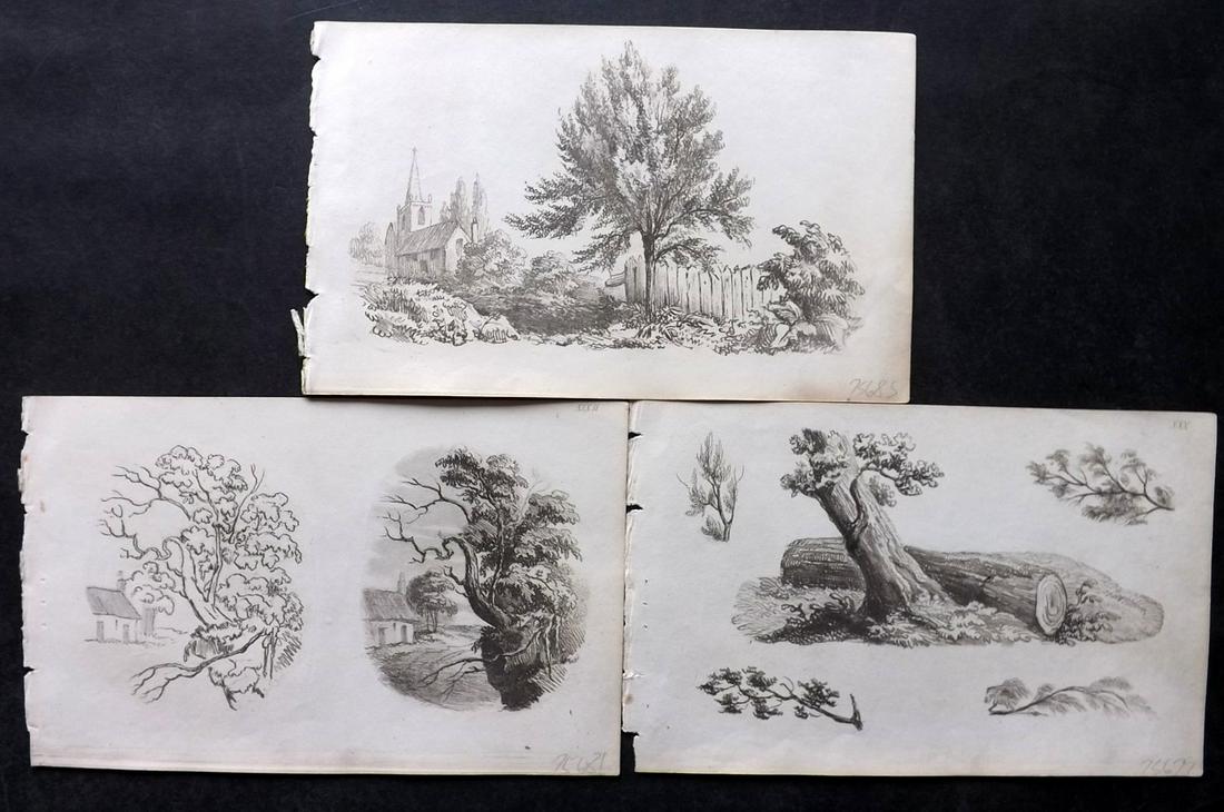 Davis & Co. (Pub) C1825 Lot of 3 Prints. Tree Studies (1 of 2)