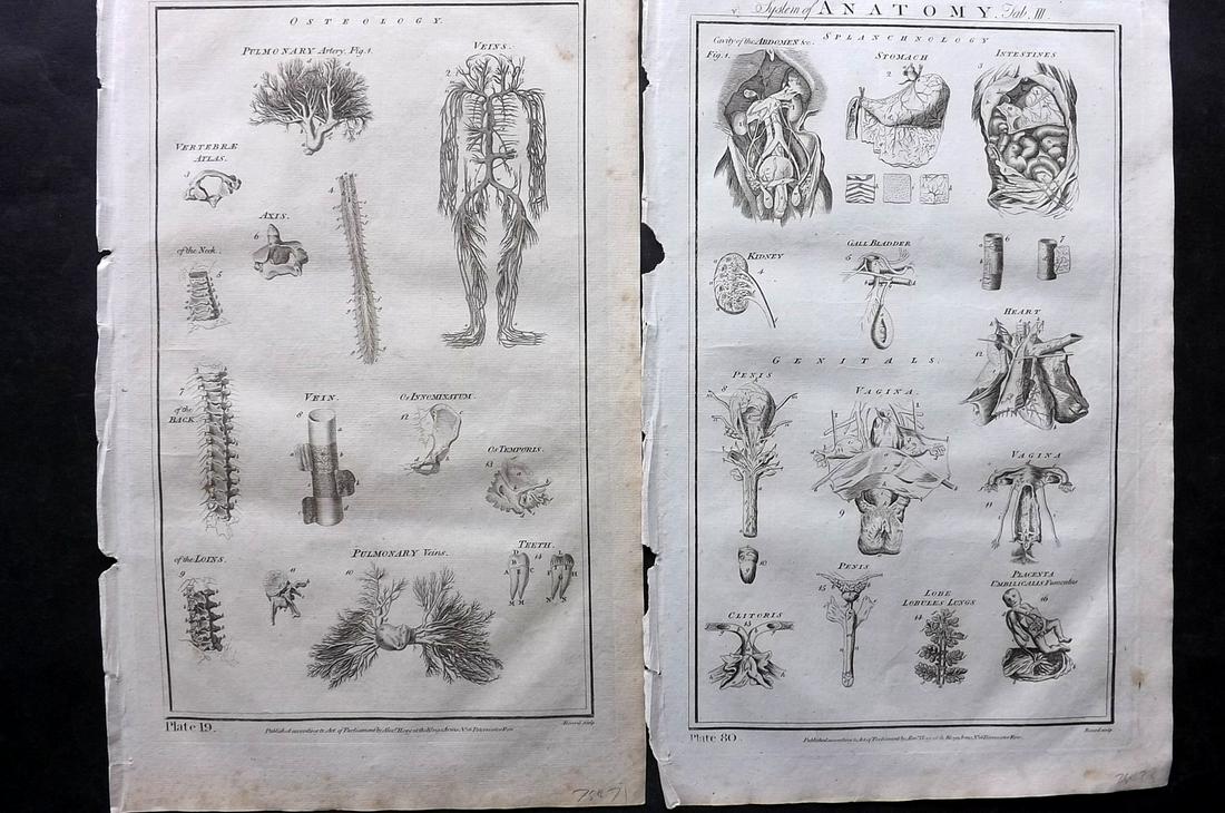 Howard, George C1790 Pair of Folio Prints. Anatomy (1 of 2)