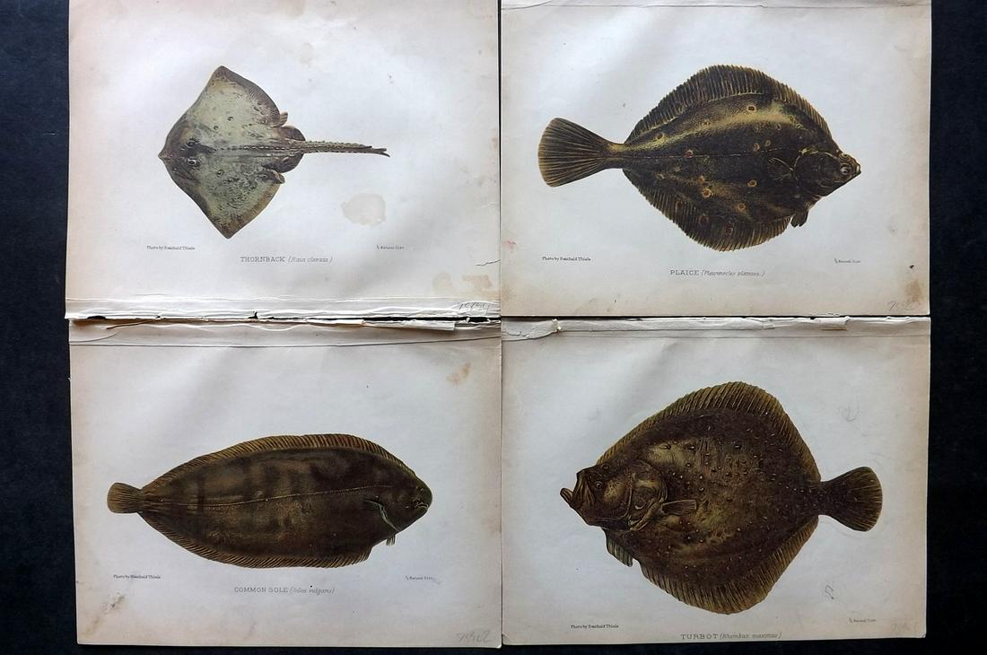 Aflalo, A. G. 1904 Lot of 4 Antique Fish Prints: Chromolithographs Published 1904, London for "British Salt-Water Fishes" by F. G. Aflalo. Illustrated from Photographs by Reinhold Thiele. Paper Size: 9 x 7 inch (23 x 18cm) Ink library stamp to the r