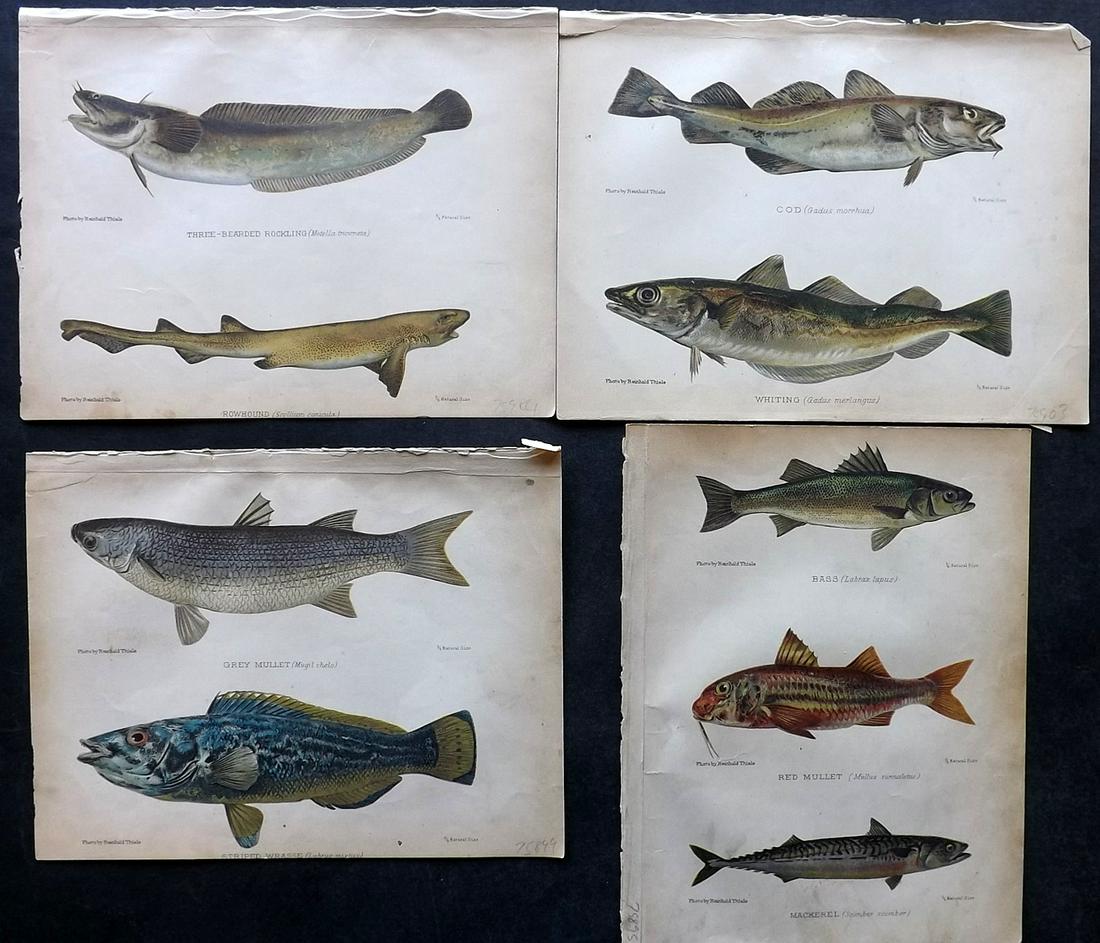 Aflalo, A. G. 1904 Lot of 4 Antique Fish Prints: Chromolithographs Published 1904, London for "British Salt-Water Fishes" by F. G. Aflalo. Illustrated from Photographs by Reinhold Thiele. Paper Size: 9 x 7 inch (23 x 18cm) Ink library stamp to the r