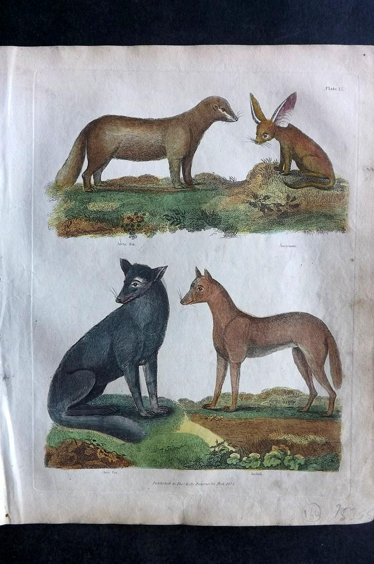 Buffon & Smellie 1840 HC Print. Arctic Fox, Anonymous Animal, Grey Fox, Jackall: Hand Colored Copper Plate Published 1840 by Thomas Kelly, London for "A Natural History, General and Particular..." by The Comte de Buffon and William Smellie. Fine hand colour as issued. Paper Size: 