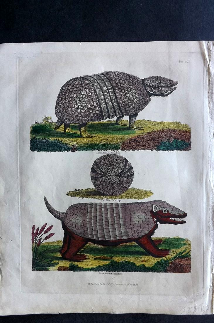 Buffon & Smellie 1840 HC Print. Armadillo (1 of 2)