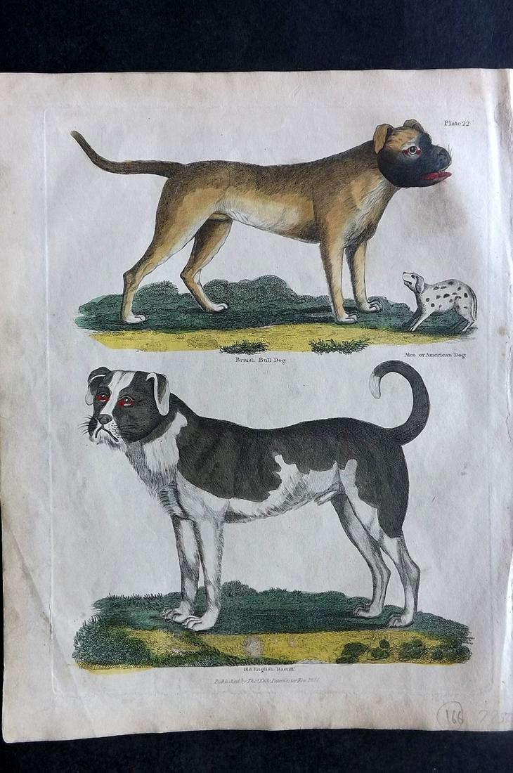 Buffon & Smellie 1840 HC Print. British Bulldog & Old English Mastiff: Hand Colored Copper Plate Published 1840 by Thomas Kelly, London for "A Natural History, General and Particular..." by The Comte de Buffon and William Smellie. Fine hand colour as issued. Paper Size: 