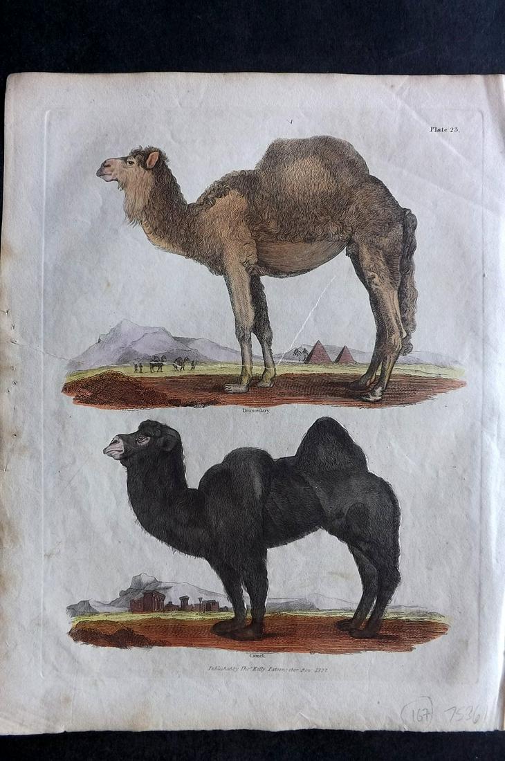 Buffon & Smellie 1840 HC Print. Dromedary Camel: Hand Colored Copper Plate Published 1840 by Thomas Kelly, London for "A Natural History, General and Particular..." by The Comte de Buffon and William Smellie. Fine hand colour as issued. Paper Size: 