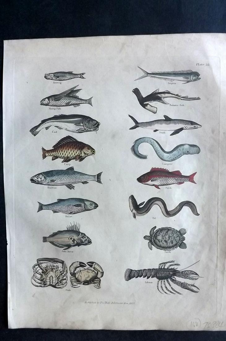 Buffon & Smellie 1840 HC Print. Fish, Crab, Lobsters: Hand Colored Copper Plate Published 1840 by Thomas Kelly, London for "A Natural History, General and Particular..." by The Comte de Buffon and William Smellie. Fine hand colour as issued. Paper Size: 