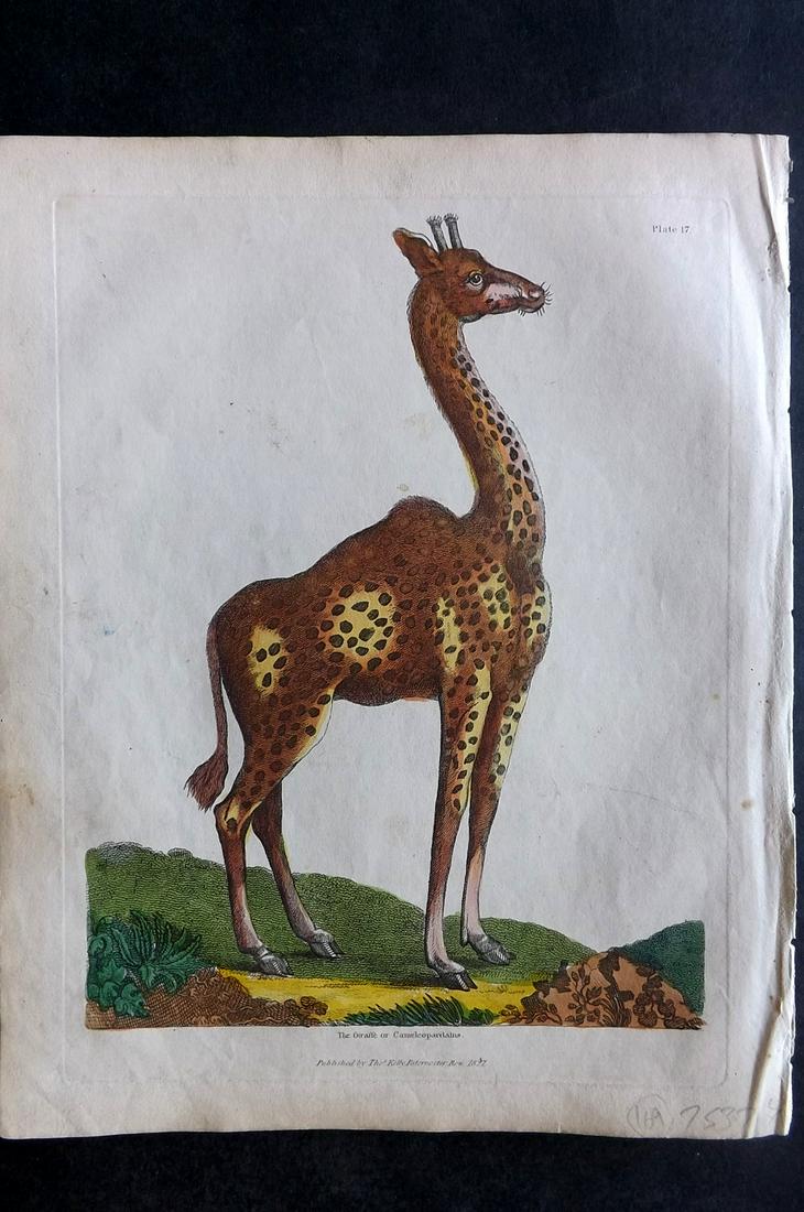 Buffon & Smellie 1840 HC Print. Giraffe: Hand Colored Copper Plate Published 1840 by Thomas Kelly, London for "A Natural History, General and Particular..." by The Comte de Buffon and William Smellie. Fine hand colour as issued. Paper Size: 