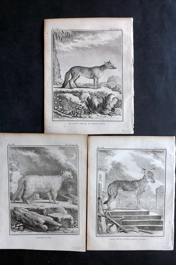 Buffon, Comte de 1789 Lot of 3 Prints. Dogs & Jackal (1 of 2)
