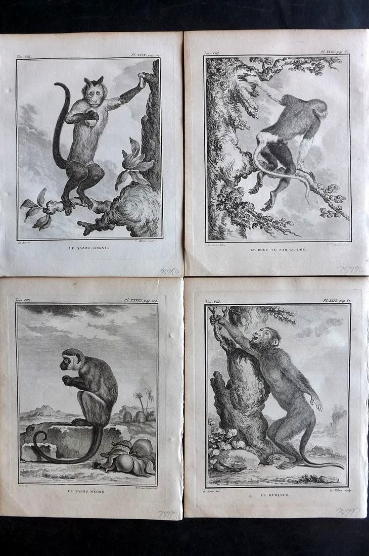 Buffon, Comte de 1789 Lot of 4 Monkey Prints (1 of 2)