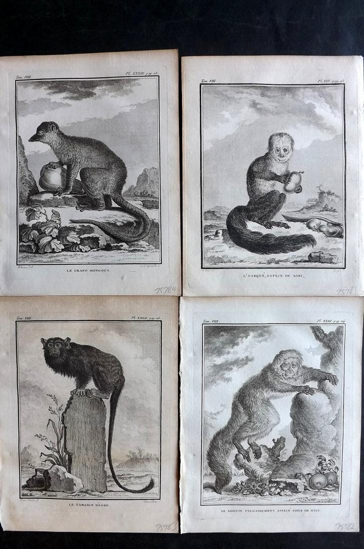 Buffon, Comte de 1789 Lot of 4 Monkey Prints (1 of 2)