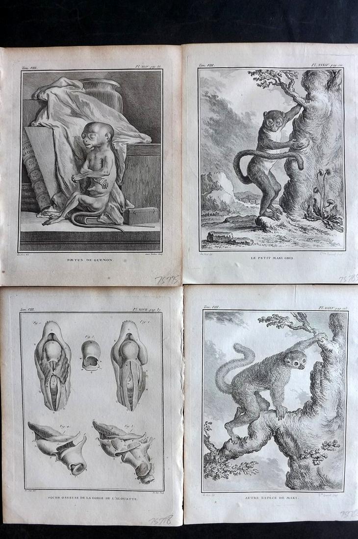 Buffon, Comte de 1789 Lot of 4 Monkey Prints (1 of 2)