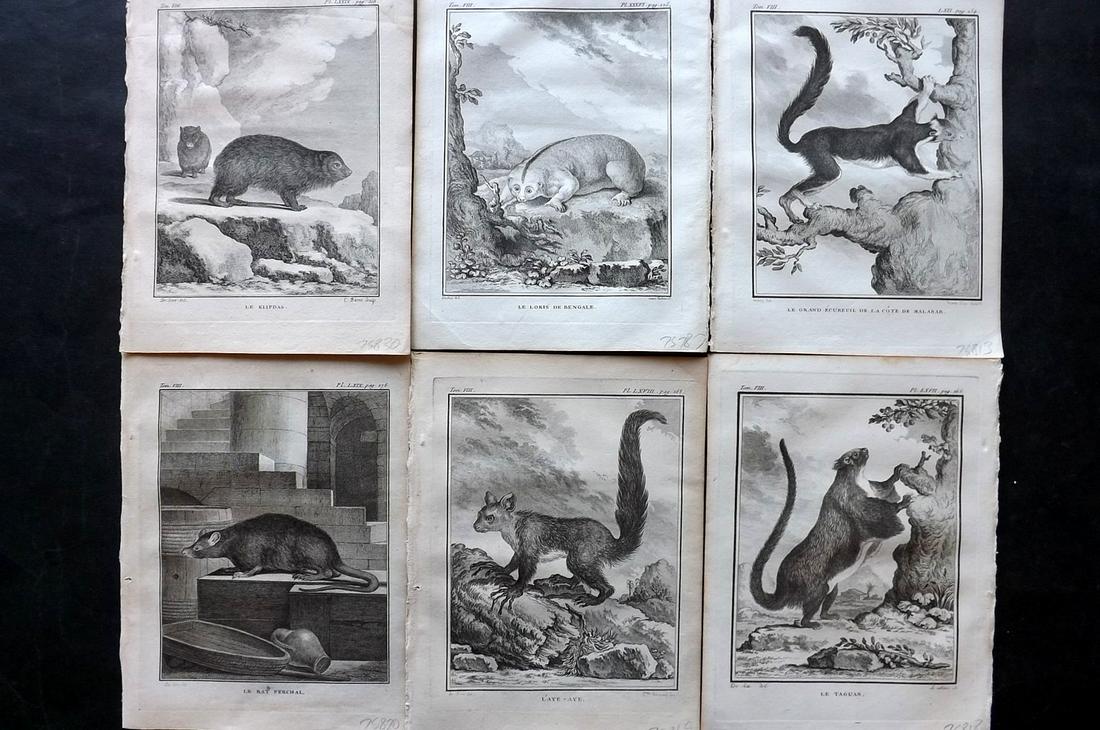 Buffon, Comte de 1789 Lot of 6 Prints. Rodents (1 of 2)
