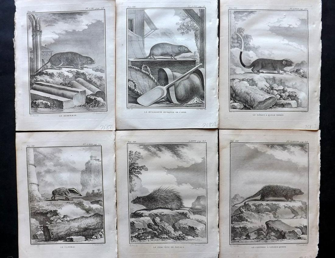 Buffon, Comte de 1789 Lot of 6 Prints. Rodents (1 of 2)