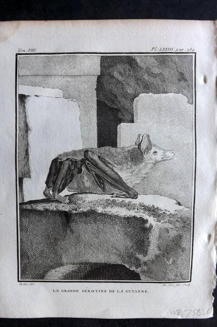 Buffon, Comte de 1789 Print. Bat (1 of 2)