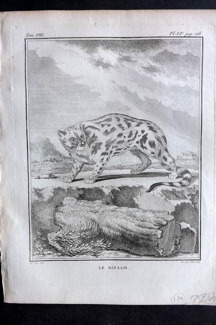 Buffon, Comte de 1789 Print. Bizaam Cat (1 of 2)