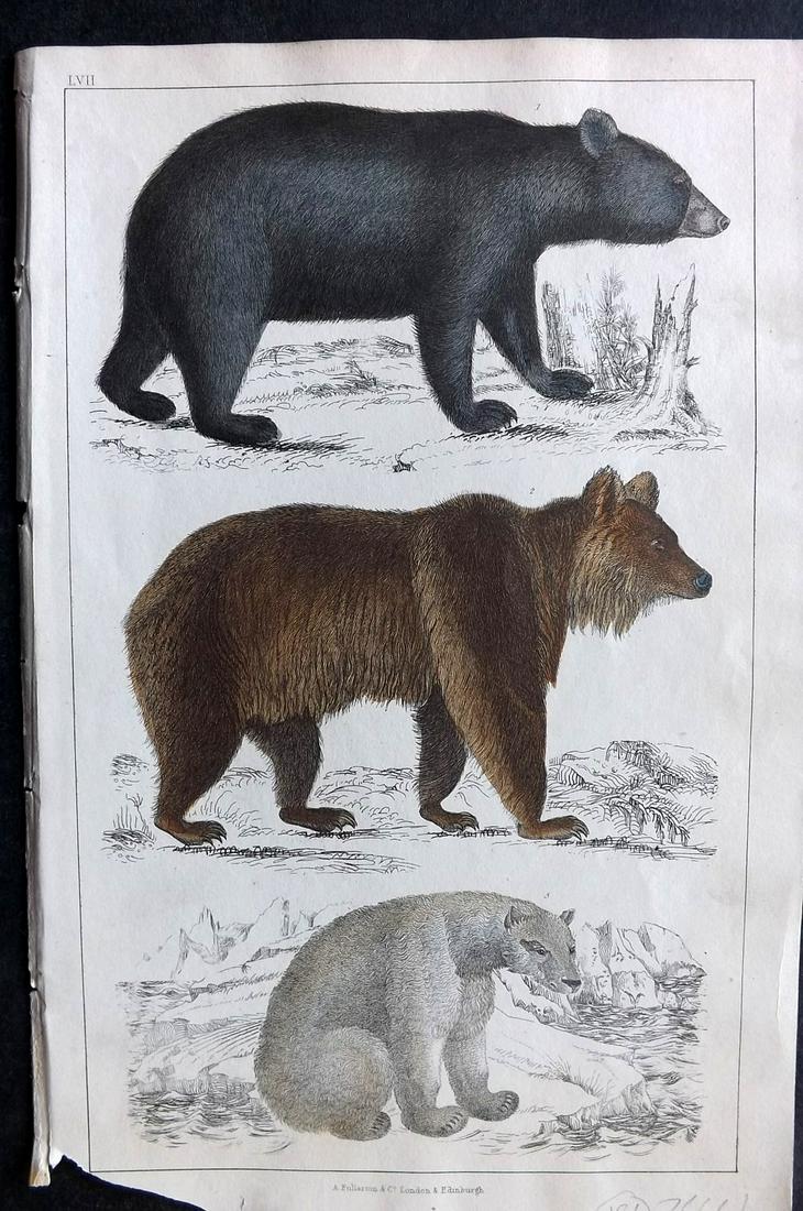 Goldsmith, Oliver 1847 Hand Col Print. Polar Bear, Bears: Hand Colored Etching/Engraving Published 1847 by A. Fullarton & Co., London for "A History of the Earth and Animated Nature" by Oliver Goldsmith. Fine hand colour as issued. Paper Size: 10 x 6 inch (2