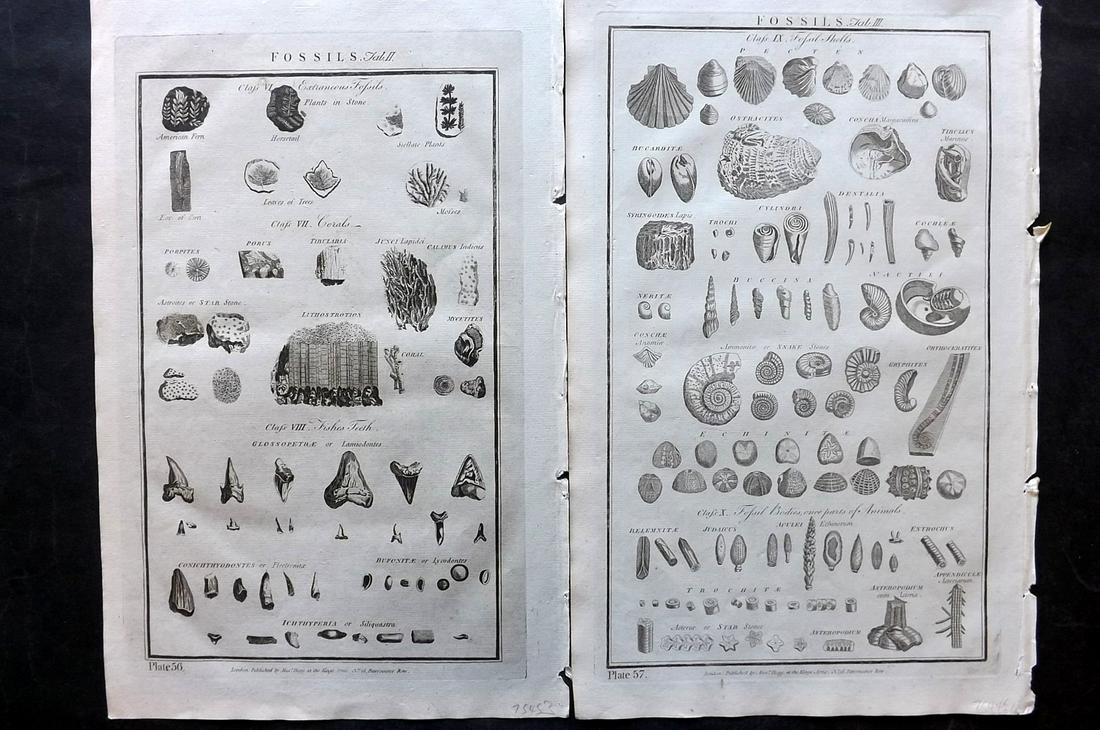 Howard, George C1790 Pair of Folio Prints. Fossil Shells & Teeth: Copper Plate Published C1790, London for "The New Royal Cyclopaedia, and Encyclopaedia; Or, Complete Modern and Universal Dictionary of Arts and Sciences" by George Selby Howard. Paper Size: 16 x 10 i