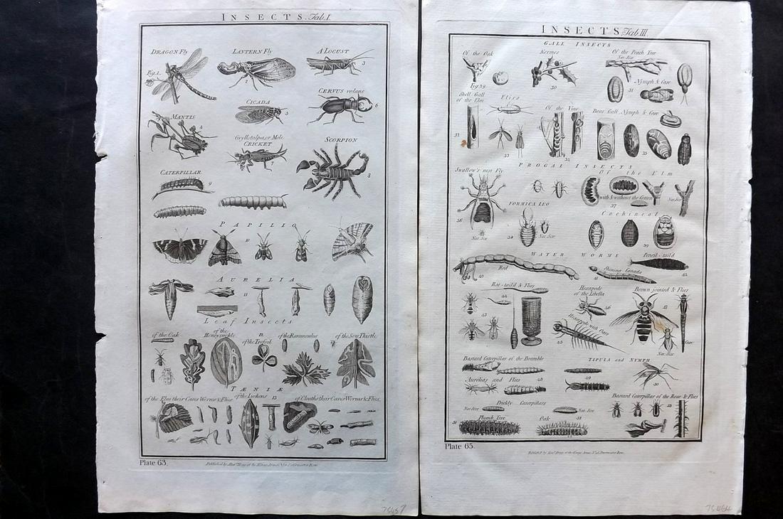 Howard, George C1790 Pair of Folio Prints. Insects (1 of 2)