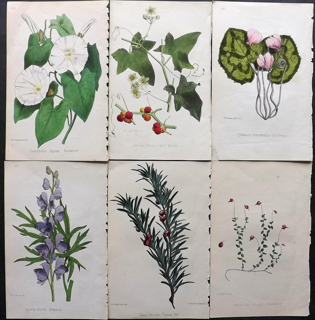 Hogg & Johnson C1870 Lot of 6 HCol Botanical Prints: Hand Coloured Lithographs Published 1863-1880, London for "The Wild Flowers of Great Britain" by Robert Hogg & George W. Johnson. Paper Size: 8.5 x 5 inch (22 x 14cm) Very minor toning in parts. Good 