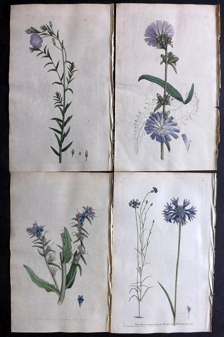 Nodder & Martyn 1794 Lot of 4 Hand Col Botanical Prints (1 of 2)