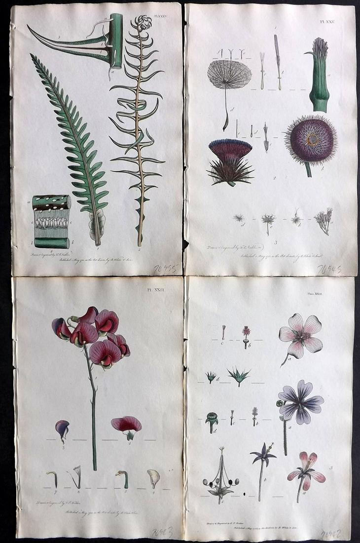 Nodder & Martyn 1817 Lot of 4 Hand Col Botanical Prints: Hand Colored Copper Plates Published 1817, London for "Thirty-eight Plates, with Explanations, Intended to Illustrate Linnaeus's System of Vegetables" by Thomas Martyn. Drawn & Engraved by Frederick P