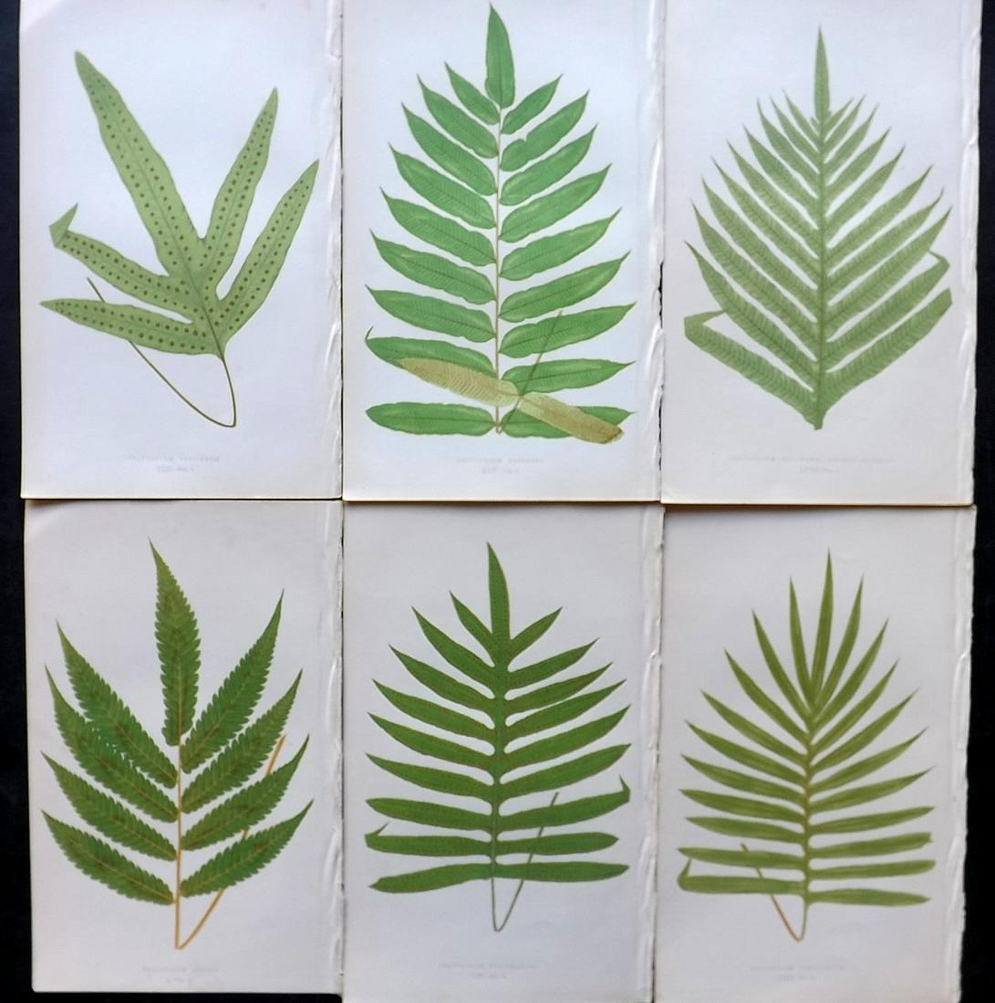 Lowe, Edward 1858 Lot of 6 Antique Fern Prints: Woodblocks Published 1858 by Groombridge and Sons, London for "Ferns: British and Exotic" by Edward Lowe. Illustrated by A.F. Lydon. Printed by Benjamin Fawcett. Paper Size: 10 x 7 inch (25 x 18cm) Go