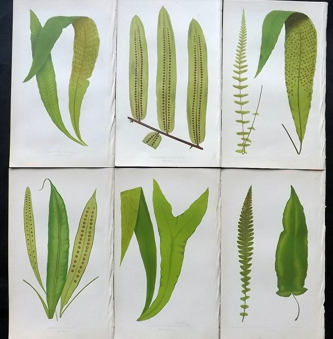 Lowe, Edward 1858 Lot of 6 Antique Fern Prints: Woodblocks Published 1858 by Groombridge and Sons, London for "Ferns: British and Exotic" by Edward Lowe. Illustrated by A.F. Lydon. Printed by Benjamin Fawcett. Paper Size: 10 x 7 inch (25 x 18cm) Go