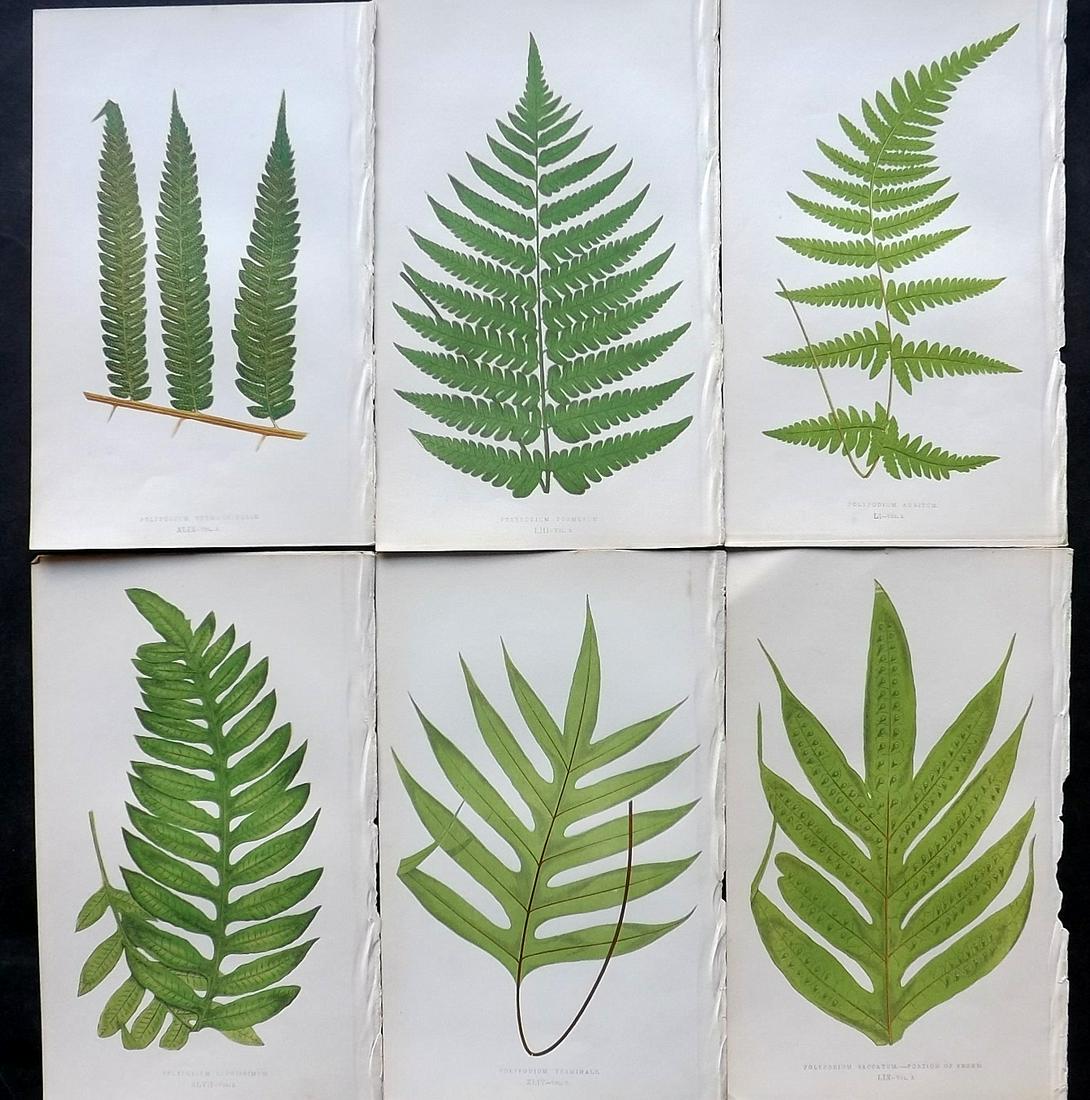 Lowe, Edward 1858 Lot of 6 Antique Fern Prints: Woodblocks Published 1858 by Groombridge and Sons, London for "Ferns: British and Exotic" by Edward Lowe. Illustrated by A.F. Lydon. Printed by Benjamin Fawcett. Paper Size: 10 x 7 inch (25 x 18cm) Go