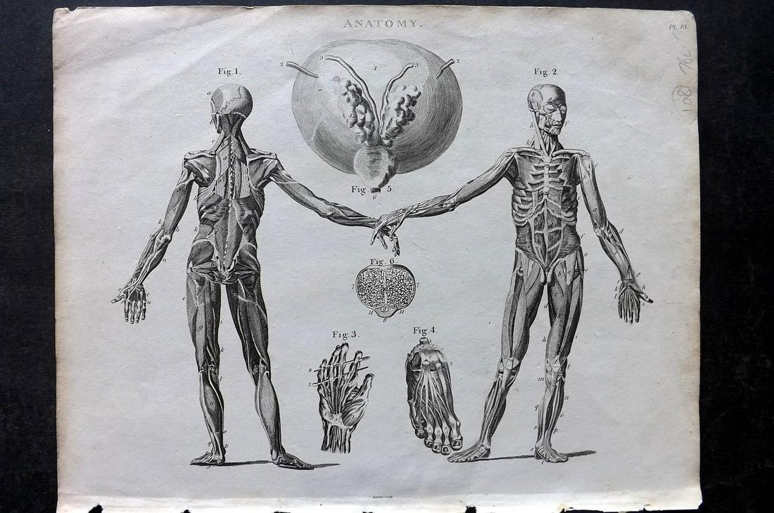 Kearsley (Pub) 1802 Print. Anatomy Plate 13 (1 of 2)