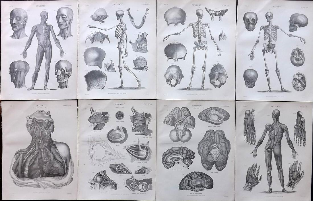 Encyclo. Britannica C1880 Lot of 8 Anatomy Prints (1 of 2)