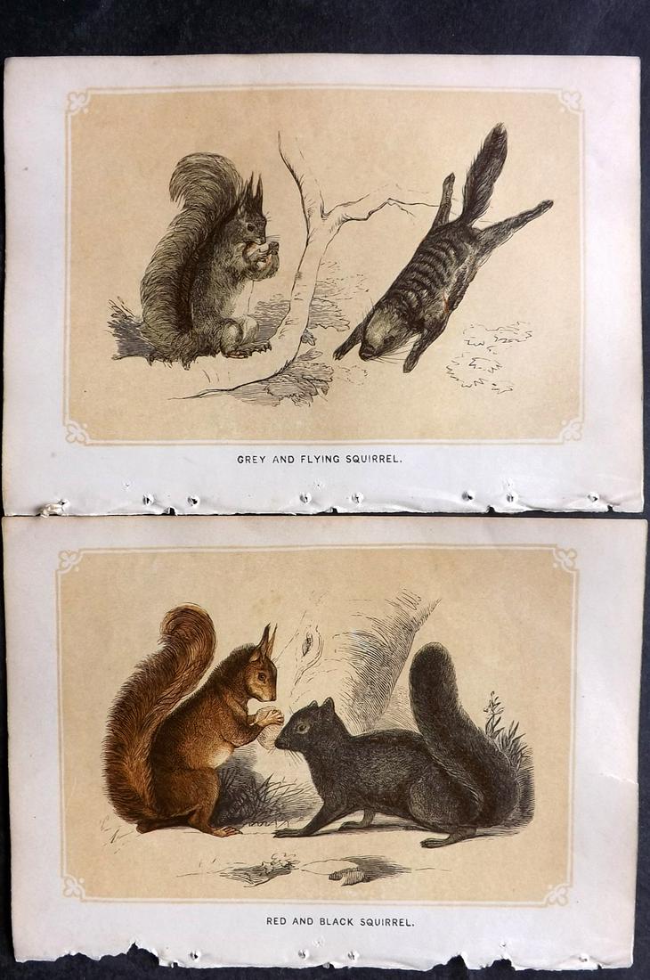 Bicknell, W. I. 1851 Pair of Prints. Squirrels: Woodblocks Published 1851, London for "The Natural History of the Sacred Scriptures" by W. I. Bicknell. Paper Size: 6.5 x 5 inch (16.5 x 13cm) Good Condition