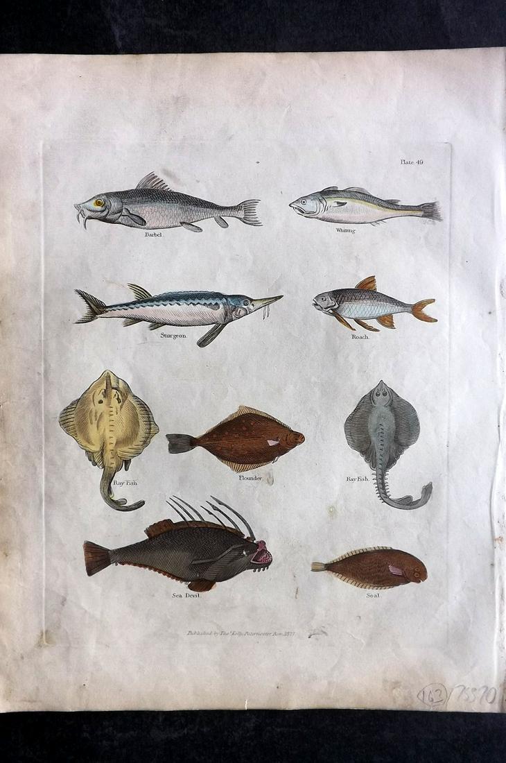 Buffon & Smellie 1840 Hand Col Print. Fish: Hand Colored Copper Plate Published 1840 by Thomas Kelly, London for "A Natural History, General and Particular..." by The Comte de Buffon and William Smellie. Fine hand colour as issued. Paper Size: 